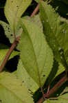 Coastal plain joe pye weed